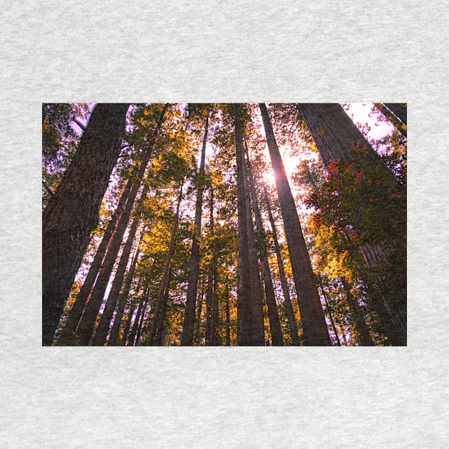 Looking up through redwood trees by blossomcophoto